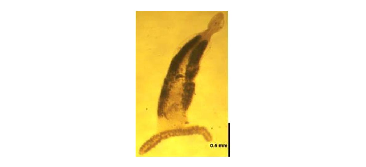 Photomicrograph of the habitus of Scomberomorocotyle munroi Rohde & Hayward, 1999