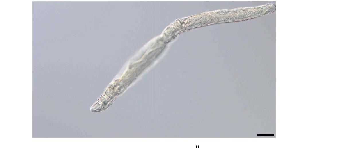 Catenula confusa, habitus X 100 (Scale bar = 50 μm)