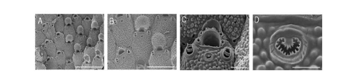 Microporella marsupiata