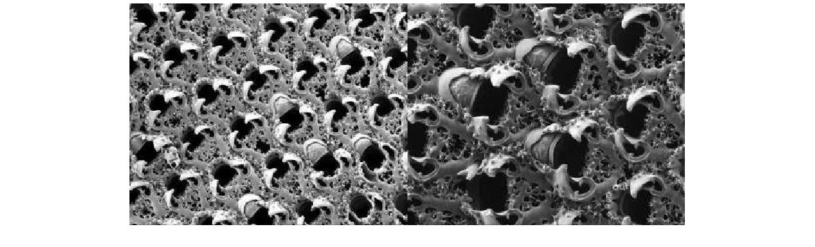 Hiantopora intermedia: zooids; orifice and avicularium