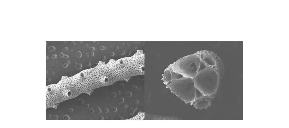 Margaretta tenuis; colony; zooids.