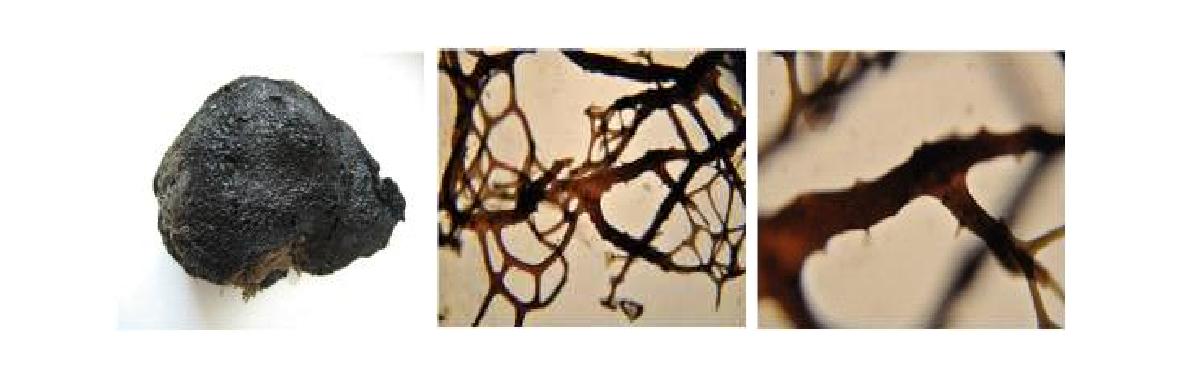 Smenospongia n. sp. 1 A, Entire animal; B, Skeletal structure; C, Closed primary fibres.