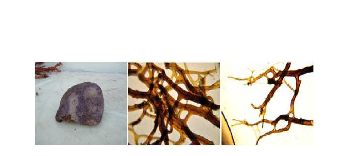 Smenospongia n. sp. 2 A, Entire animal; B, Skeletal structure; C, Closed end of primary fibres at the surface.