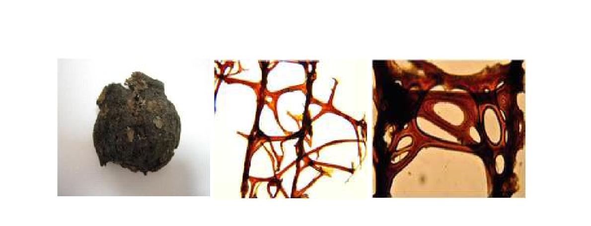 Smenospongia n. sp. 3 A, Entire animal; B, Skeletal structure; C, Closed primary fibres.