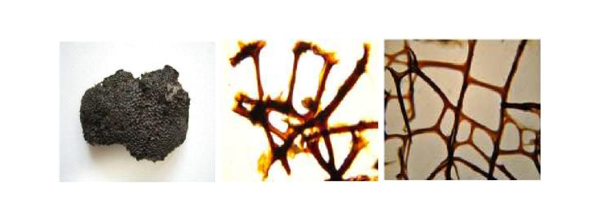 Smenospongia n. sp. 5 A, Entire animal; B, Surface skeletal structure; C, Choanosome skeletal structure.