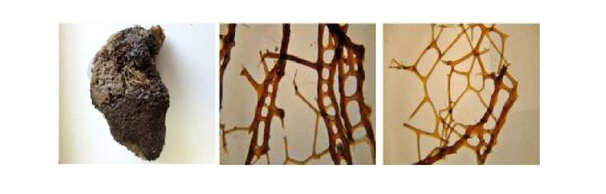 Smenospongia n. sp. 6 A, Entire animal; B, Primary fibres; C, Secondary fibres.