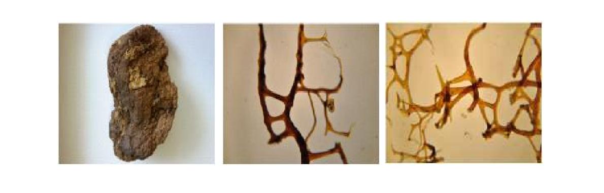 Smenospongia n. sp. 7 A, Entire animal; B, Surface primary fibres; C, Choanosome secondary fibres.