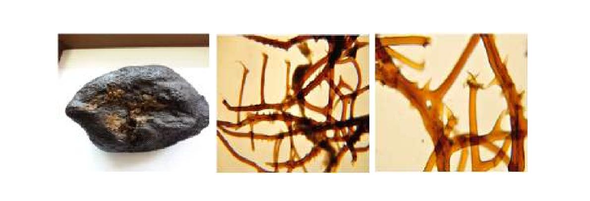 Smenospongia n. sp. 8 A, Entire animal; B, Skeletal structure; C, Closed primary fibres.