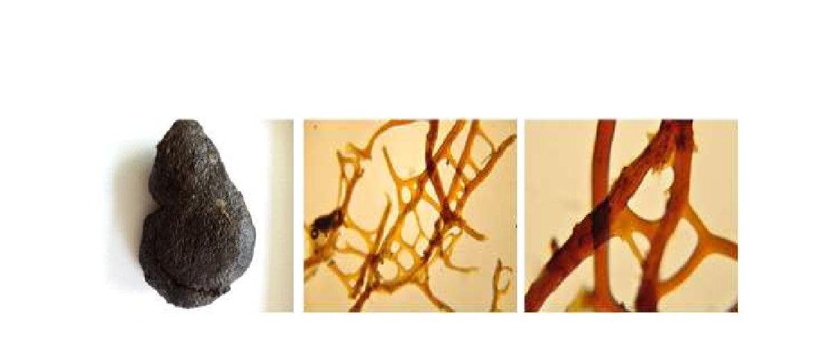 Smenospongia n. sp. 9 A, Entire animal; B, Skeletal structure; C, Closed primary fibres.