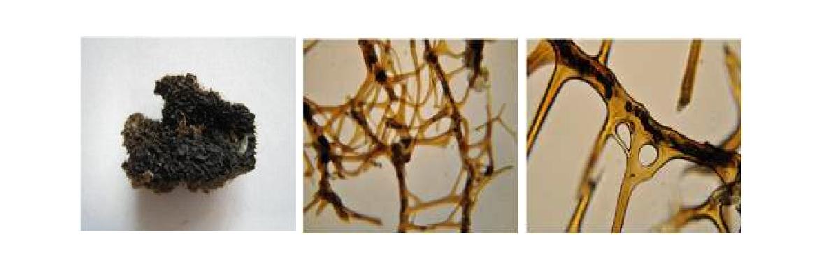 Cacospongia n. sp. 2 A, Entire animal; B, Skeletal structure; C, Closed primary fibres.