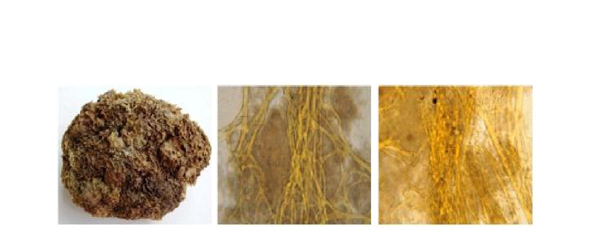 Sarcotragus n. sp. 1 A, Entire animal; B, Skeletal structure; C, Primary fibres.