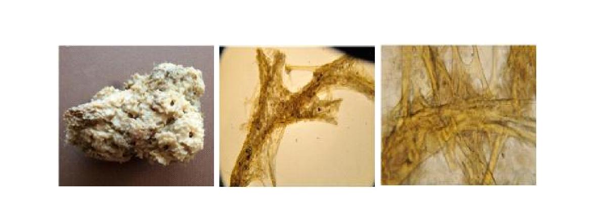 Sarcotragus n. sp. 2 A, Entire animal; B, Skeletal structure; C, Closed skeletal structure.