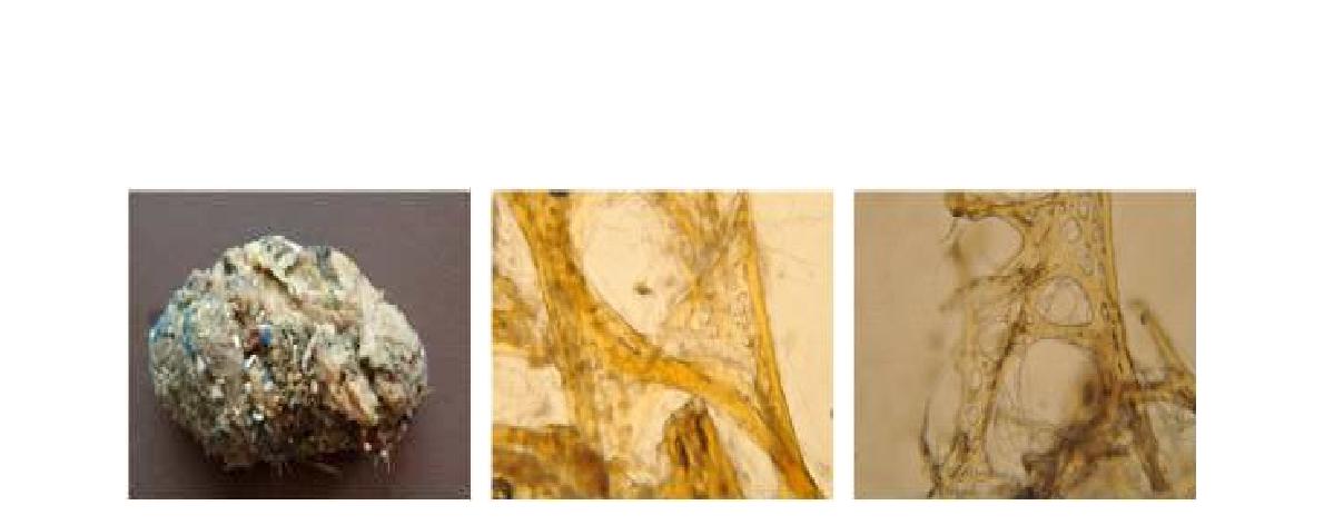 Sarcotragus n. sp. 3 A, Entire animal; B, Skeletal structure; C, Closed secondary web.