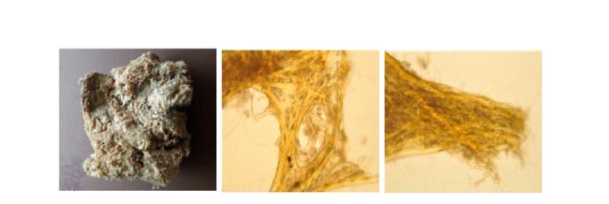 Sarcotragus n. sp. 4 A, Entire animal; B, Secondary fibres web; C, Closed primary fibres.