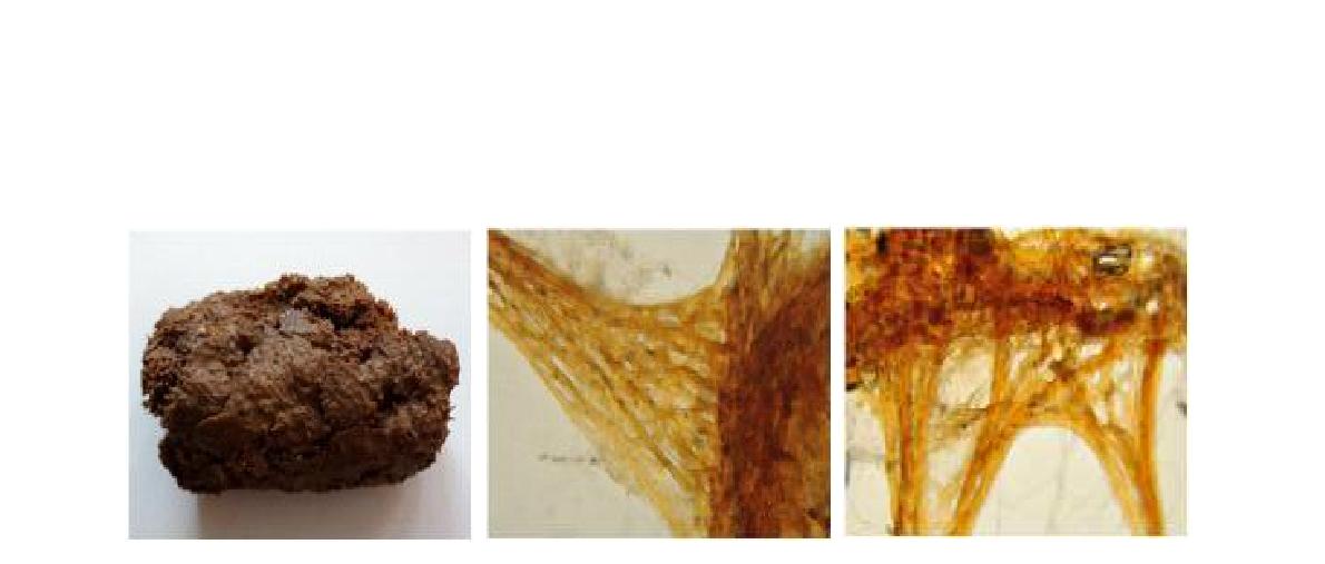 Sarcotragus n. sp. 5 A, Entire animal; B, Skeletal structure; C, Primary and secondary fibres.