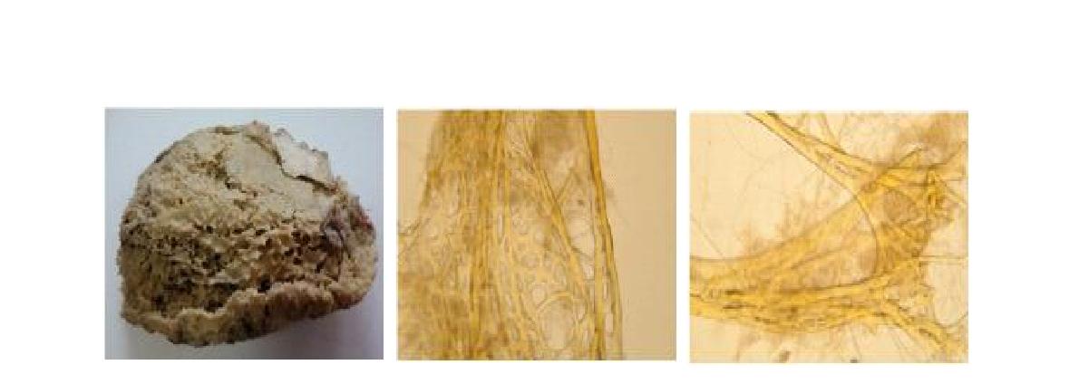 Sarcotragus n. sp. 6 A, Entire animal; B, Fasciculate primary fibres; C, Secondary fibres.