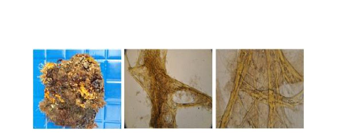 Sarcotragus n. sp. 7 A, Entire animal; B, Skeletal structure; C, Secondary fibres.