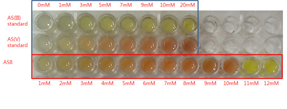 AS8에 의한 비소 농도별 산화반응 결과