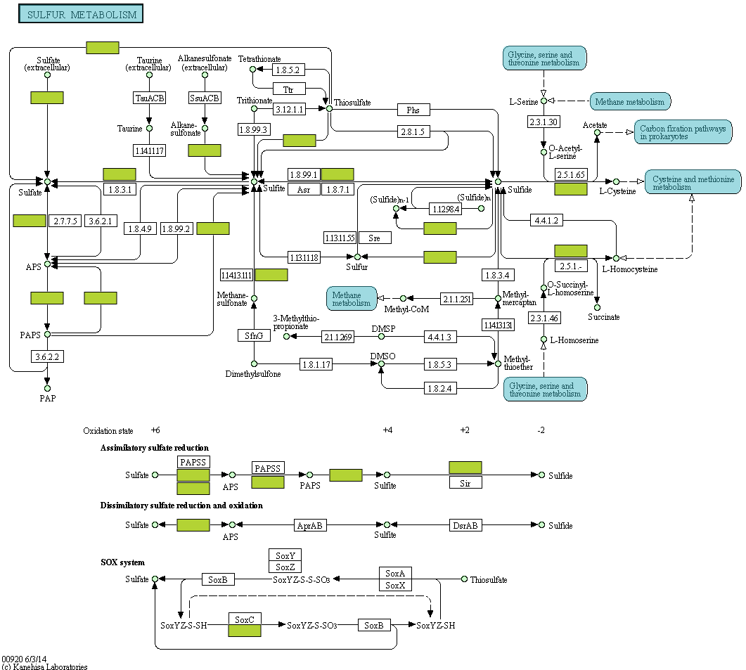 KEGG를 이용한 AD32의 sulfur 대사 경로