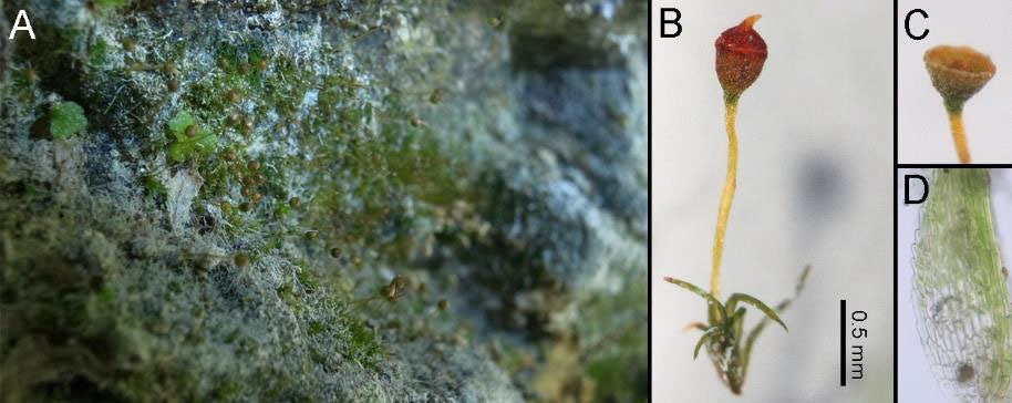 Seligeria donniana (Sm.) Müll. Hal., A.생육지환경, B.식물체, C.열린포자낭, D.엽초부분