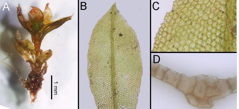 Leptophascum leptophyllum (Müll. Hal.) J. Guerra & M.J.Cano, A.식물체, B.입, C.엽연상부, D.중늑단면