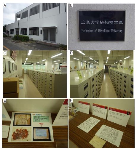 히로시마대학교 식물표본관 선태식물표본실