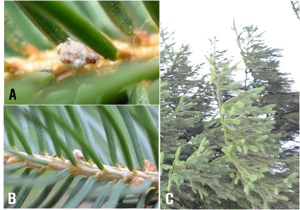 Cinara pilicornis (Hartig). 숙주식물인 독일가문비나무에서의 섭식 사진(A, B). 독일가문비나무(C)