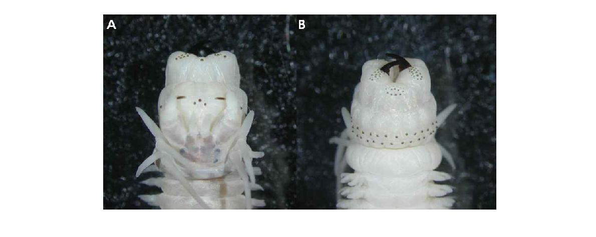 Perinereis n. sp. (A: dorsal view, B: ventral view)