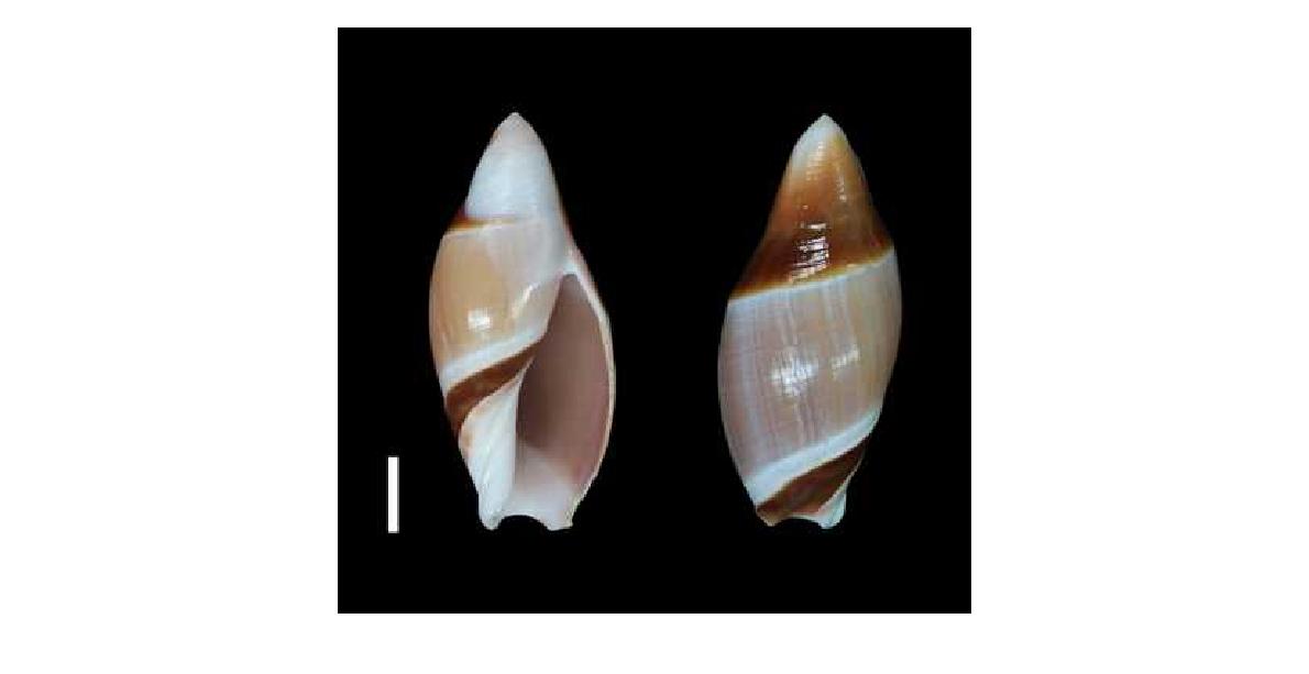 Amalda rubiginosa (Swainson, 1823) (scale: 1㎝)