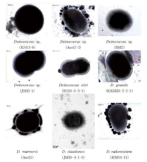 Deinococcus 속 발굴종의 전자현미경(TEM) 사진