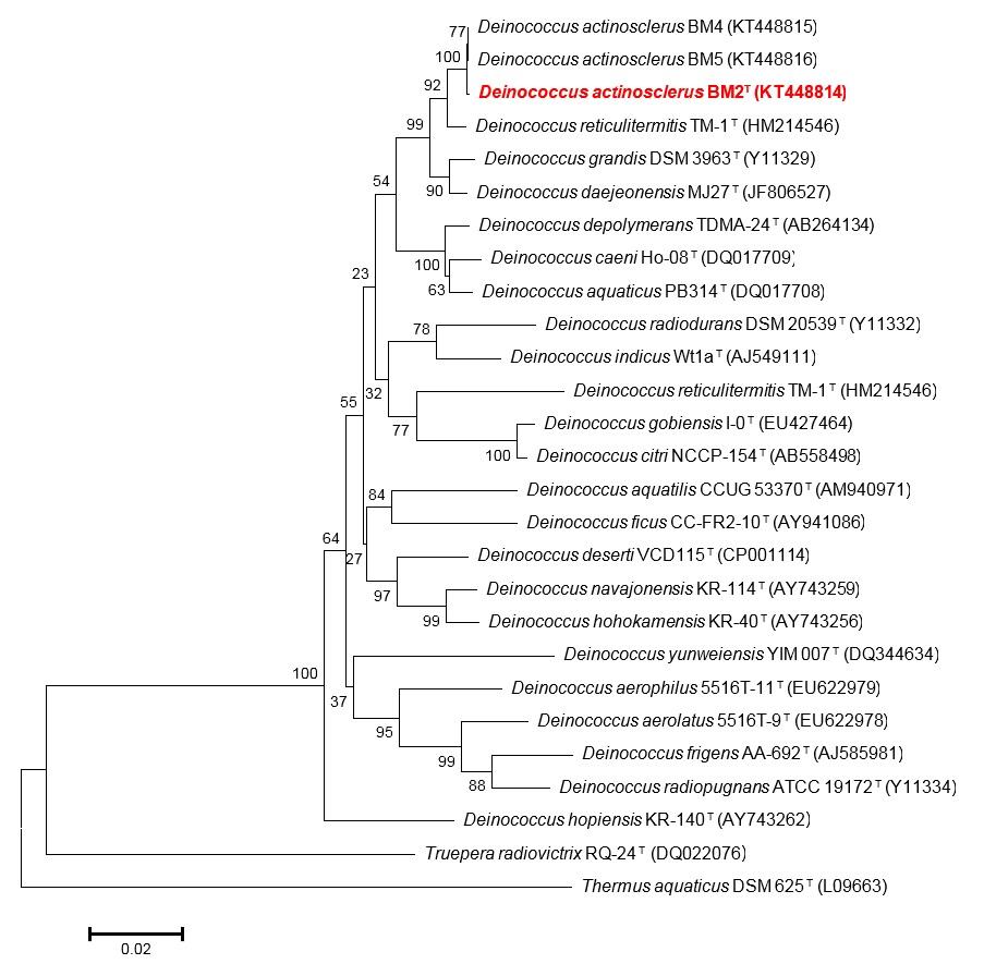BM2 균주와 관련된 균주들 간의 16S rRNA 유전자 계통 분석(Neighbor-Joining)
