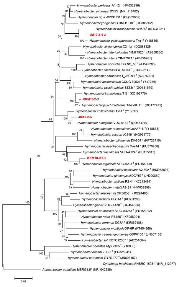 Hymenobacter 속 미기록종 균주들 간의 16S rRNA유전자 계통 분석(Neighbor-Joining)