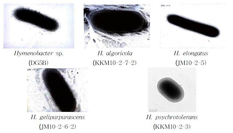 Hymenobacter 속 발굴종의 전자현미경(TEM) 사진