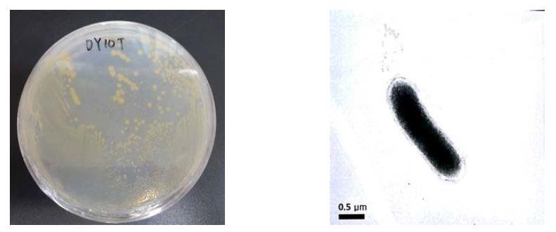 Spirosoma sp. DY10 의 배양체 사진(좌) 및 전자현미경(TEM) 사진(우)