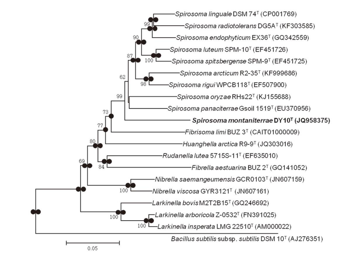 DY10 균주와 관련된 균주들 간의 16S rRNA 유전자 계통 분석