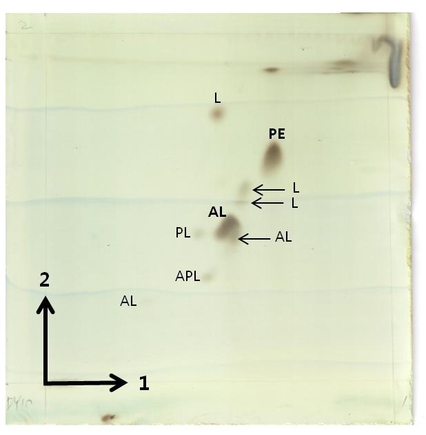 DY10 균주의 Polar lipid 분석 결과