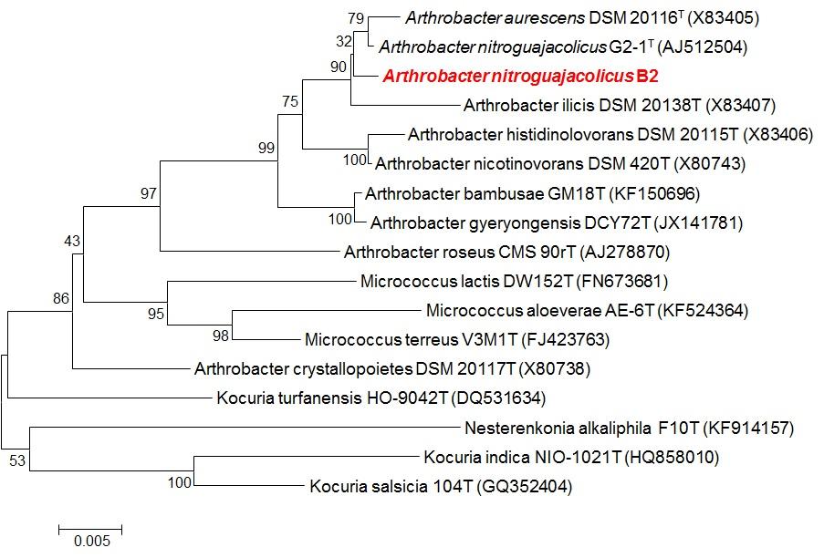 호산성 균주 Arthrobacter nitroguajacolicus B2의 계통수