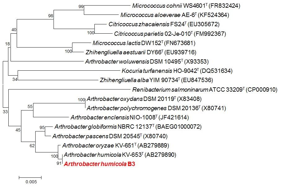 호산성 균주 Arthrobacter humicola B3의 계통수