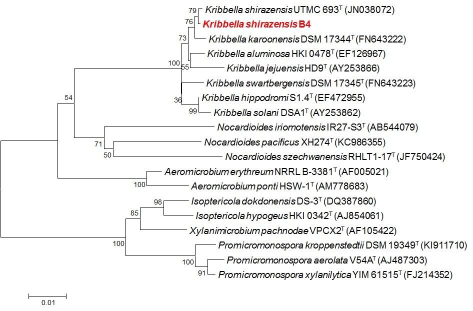 호산성 균주 Kribbella shirazensis B4의 계통수