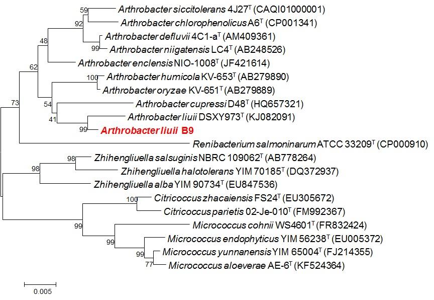 호산성 균주 Arthrobacter liuii B9의 계통수