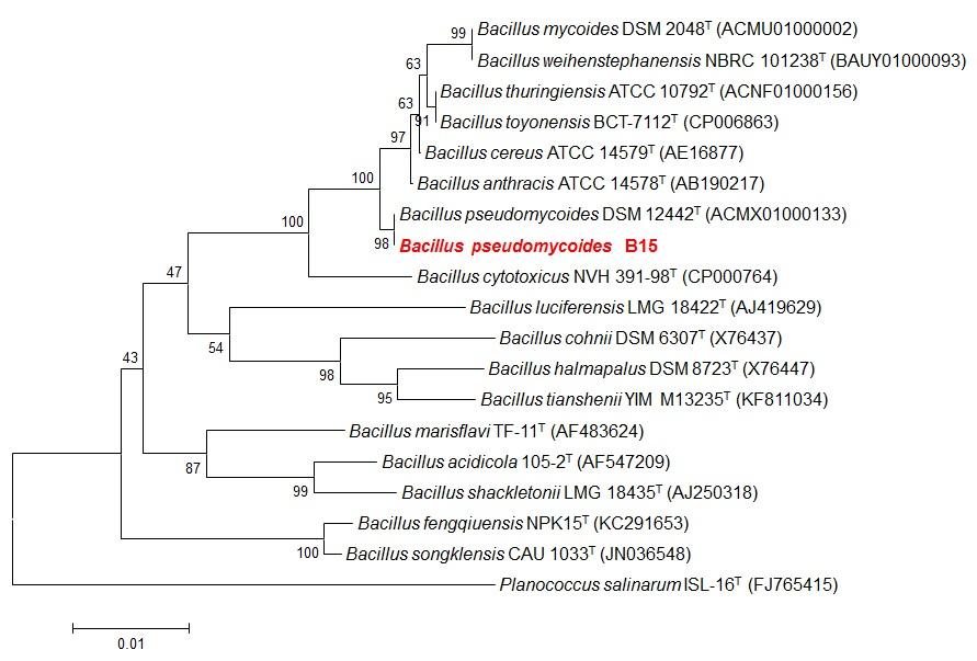 호산성 균주 Bacillus pseudomycoides B15의 계통수