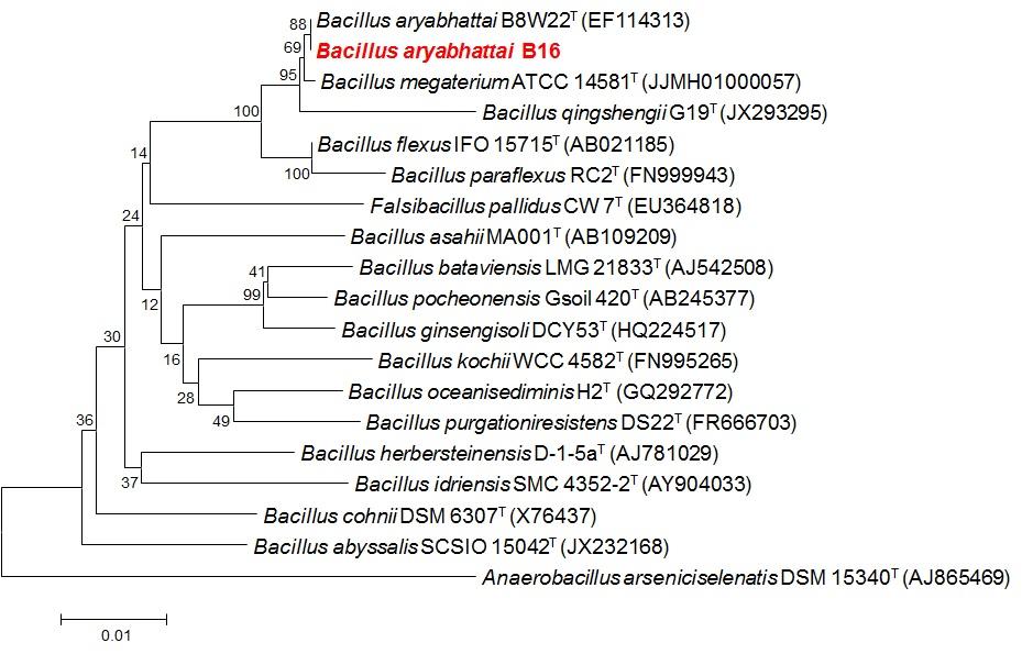 호산성 균주 Bacillus aryabhattai B16의 계통수