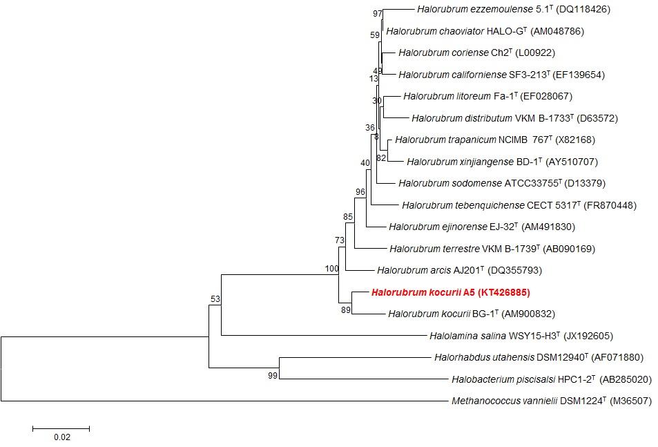 호염성 균주 Halorubrum kocurii A5의 계통수