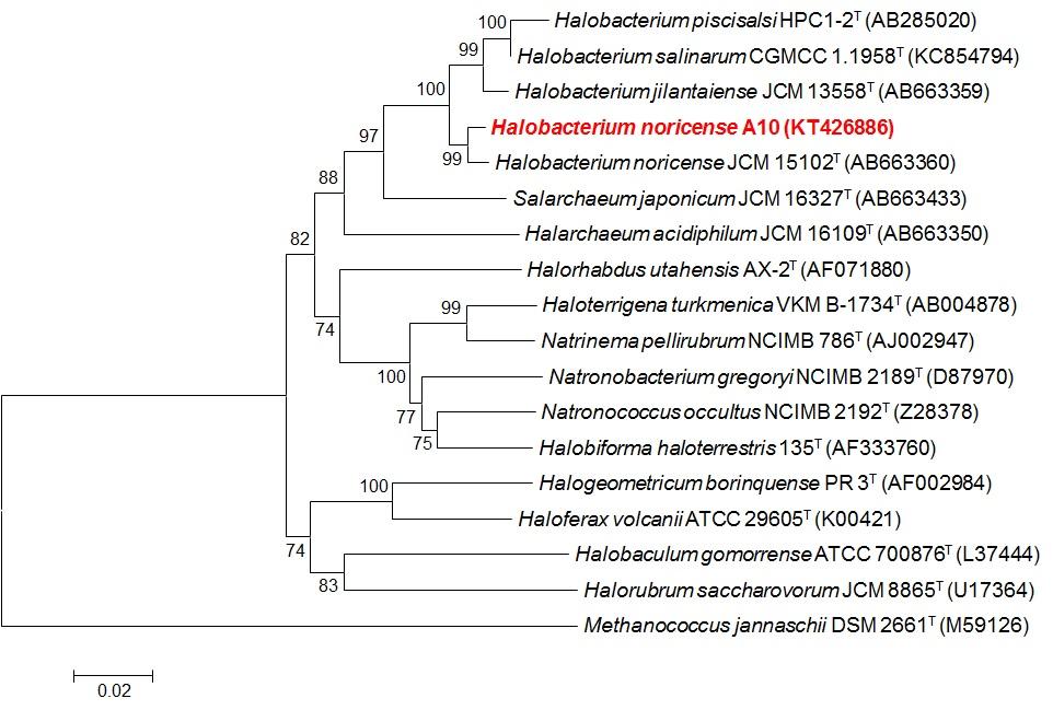 호염성 균주 Halobacterium noricense A10의 계통수