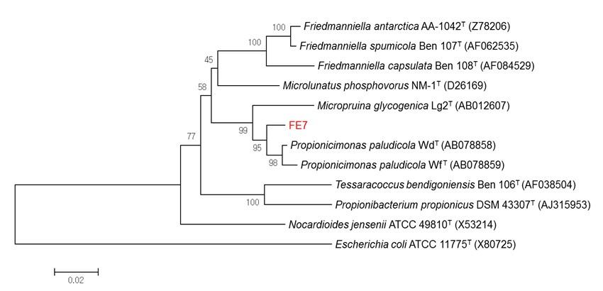 혐기성 균주 Propionicimonas sp. FE7의 계통수
