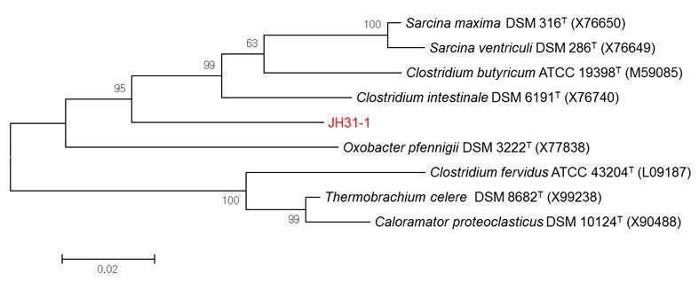 혐기성 균주 Proteiniclasticum sp. JH31-1의 계통수