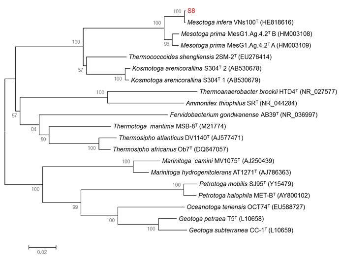 혐기성 균주 Mesotoga sp. S8의 계통수