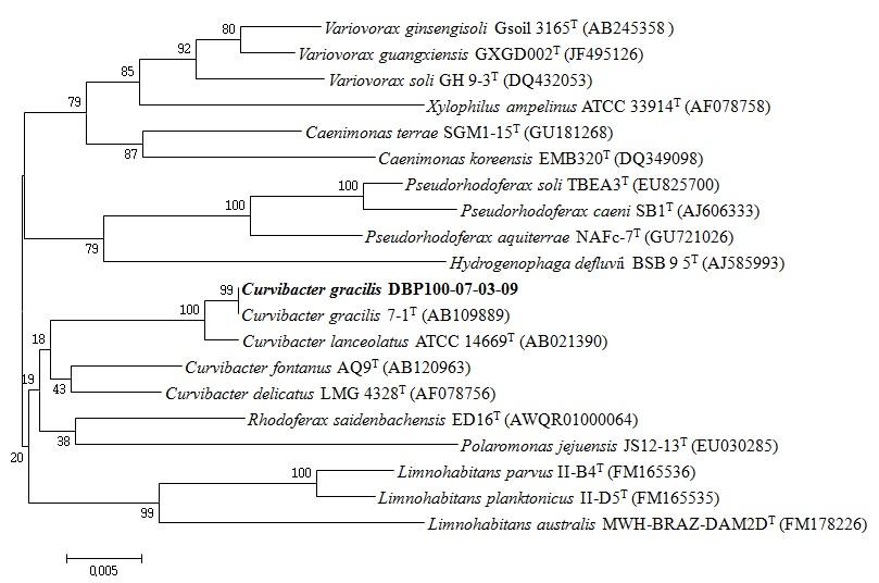 DBP100-07-03-09 균주의 계통수