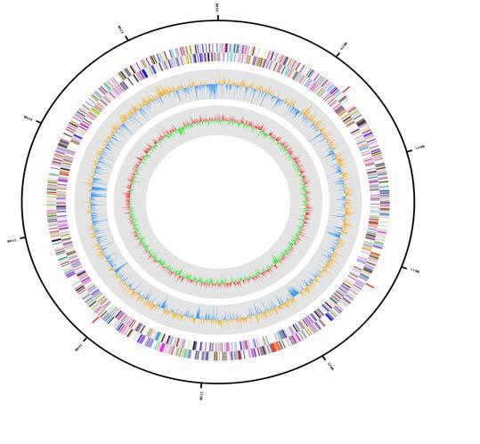 Hymenobacter sp. DG5B 의 유전체 지도