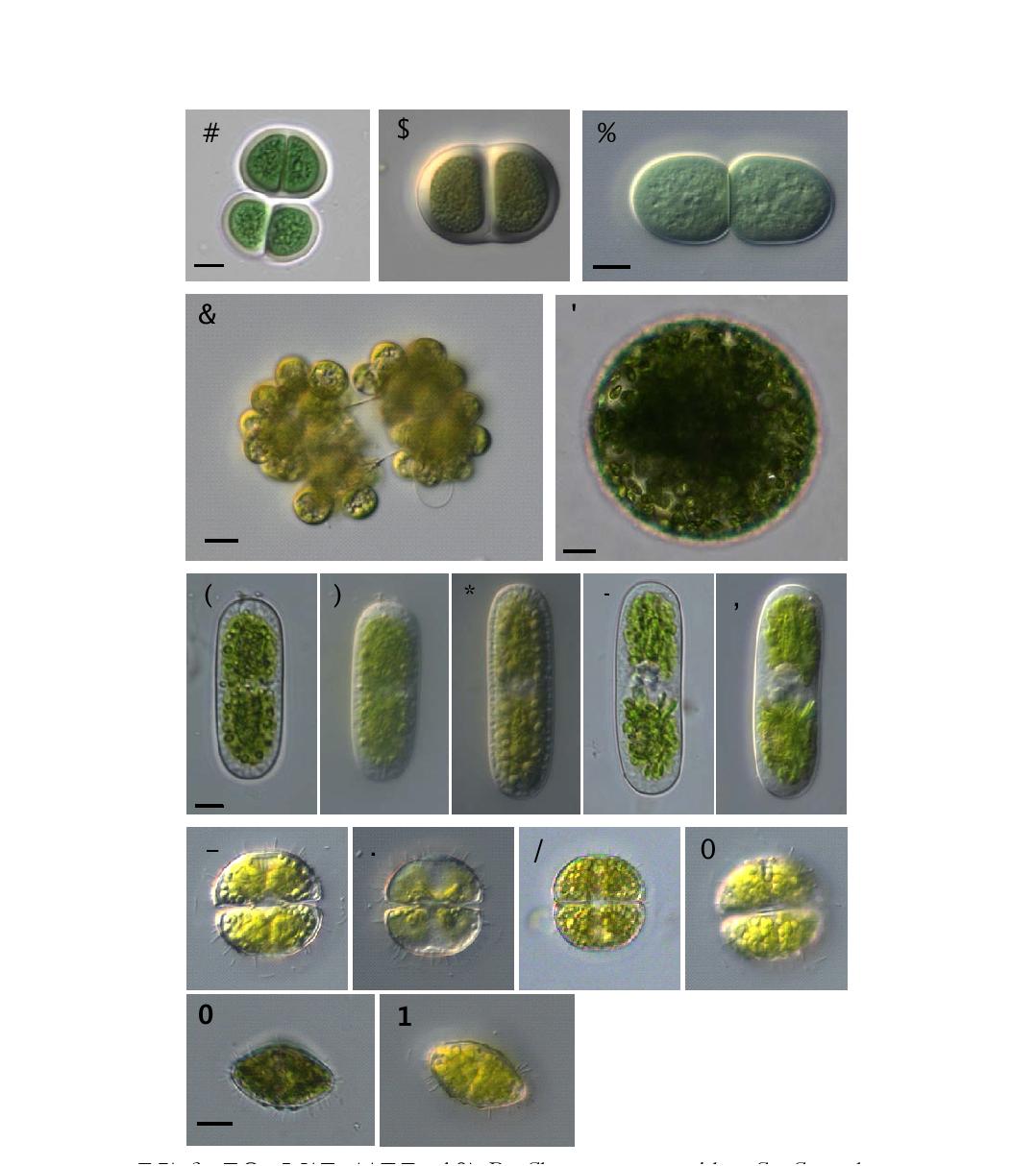 주요 출현종. 남조류. A와 B. Chroococcus turgidus. C. Cyanothece aeruginosa, 녹조류 D. Botryococcus sudetica, E. Eremosphaera viridis. F～J. Cylindrocystis brebissonii, K～P. Cosmarium decachondrum(Scale bar=10㎛).